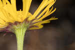 Savannah sneezeweed